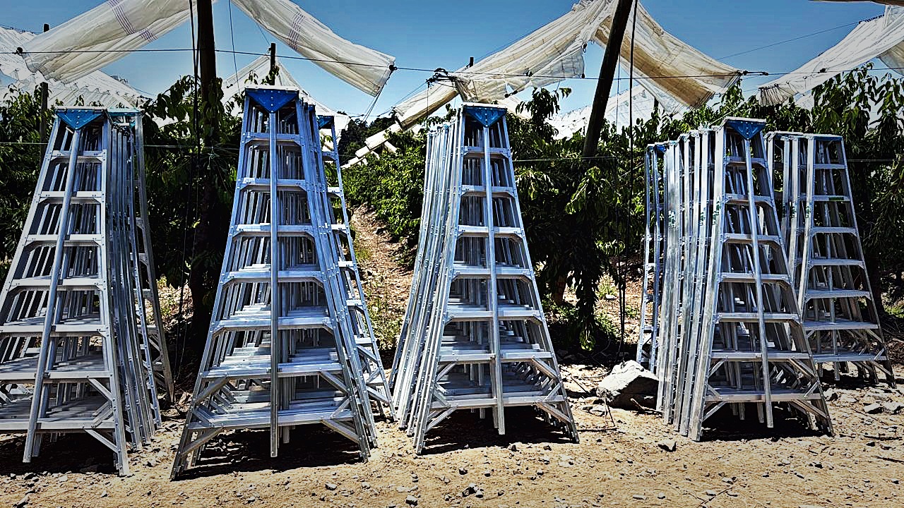 Escaleras de aluminio apiladas en campo frutícola bajo malla antigranizo